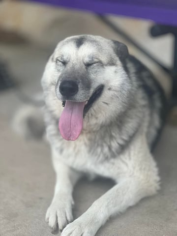 dog