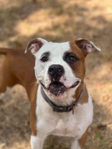 BUBBA, a Pit Bull