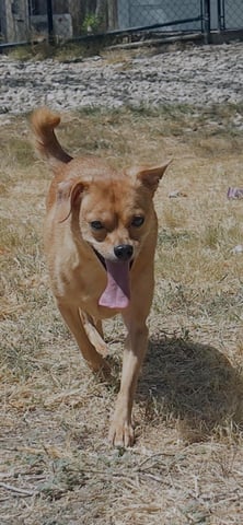 CHARLIE, a Chihuahua
