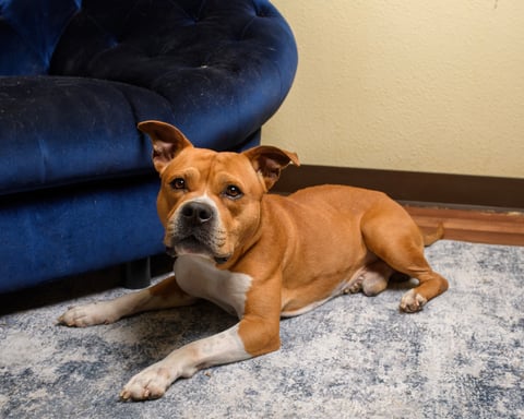 Dorito | Pit Bull | Dog