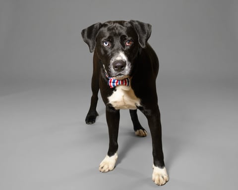 ANDREW, a Labrador Retriever