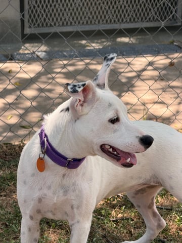 CELINE, a Pit Bull