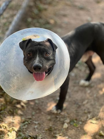 ODIN, a Pit Bull