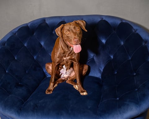 WYNONA, a Labrador Retriever