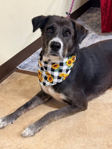 PANSY, a Shepherd