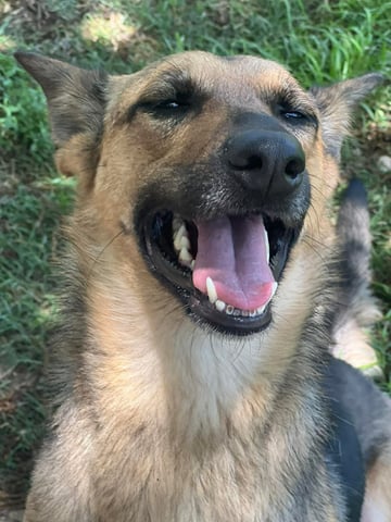 dog