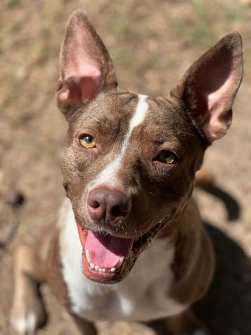 BABY, a Pit Bull