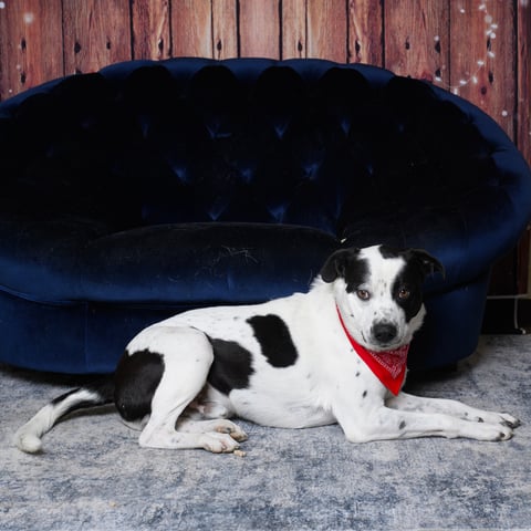 Beau | Pit Bull | Dog