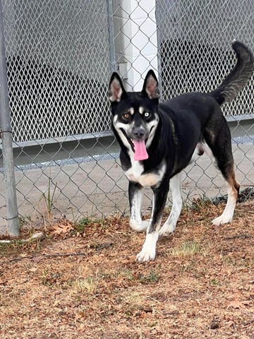 RICKY, a Husky