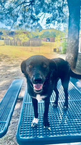 MAGGIE