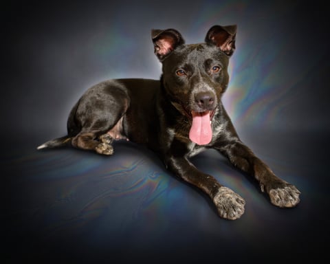 JOJO, a Pit Bull