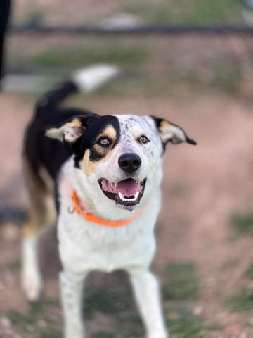 dog