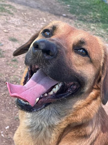 dog