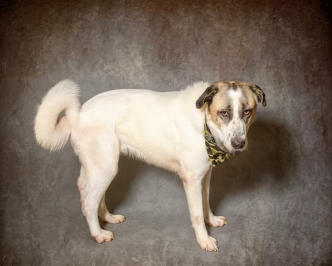 RAMADA, a Anatolian Shepherd