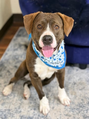 Gus | Pit Bull | Dog