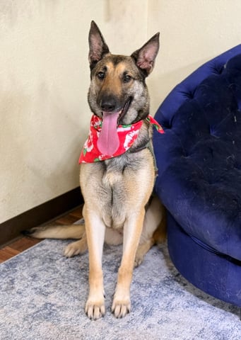 dog