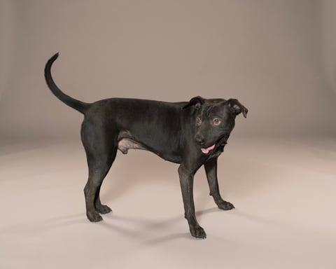 BUENO, a Pit Bull