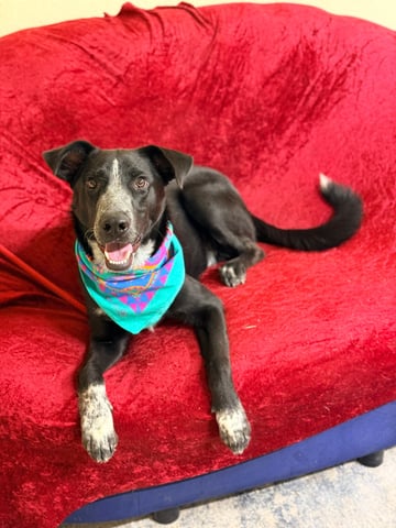 BENICIO, a Border Collie