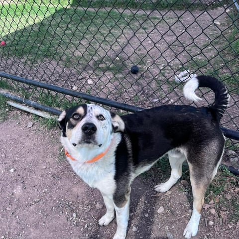 dog