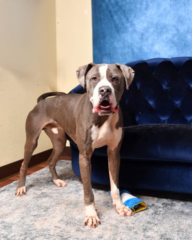 Chief | Pit Bull | Dog