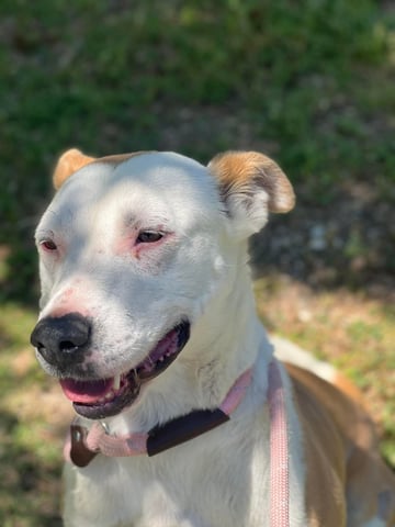 dog