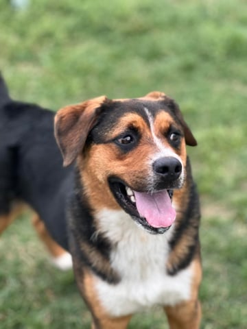 dog