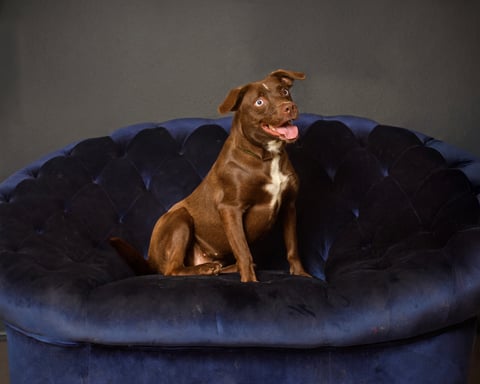 BROWNIE, a Labrador Retriever
