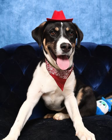 Stacey | Collie | Dog