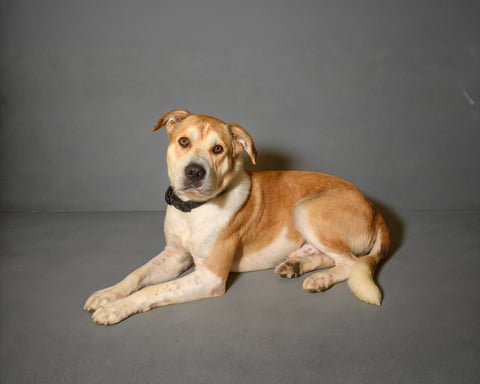 RUSTY, a Pit Bull