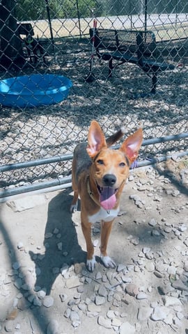 BOWIE, a Basenji