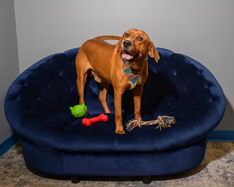 JARVIS, a Red Bone Coonhound