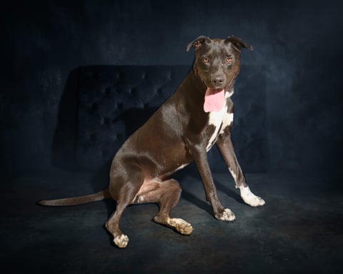 STEWY, a Labrador Retriever