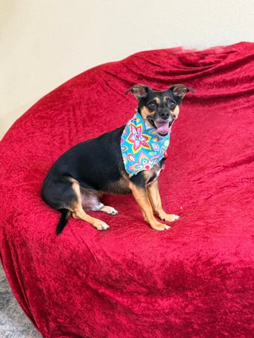 AXEL, a Miniature Pinscher