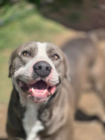 Cedric | Pit Bull | Dog  