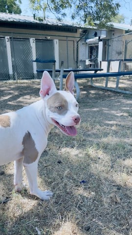 BUNNY, a Pit Bull