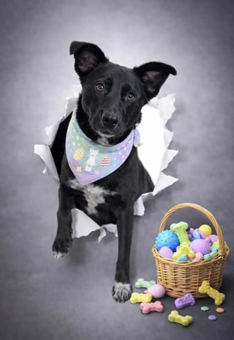 Kora | Australian Cattle Dog | Dog