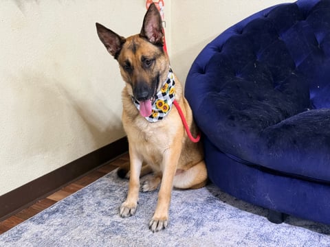 dog