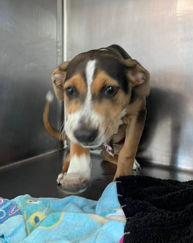 Butch | Pit Bull | Dog