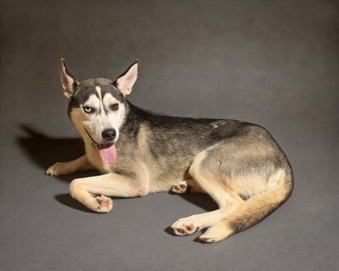 DIRK, a Husky