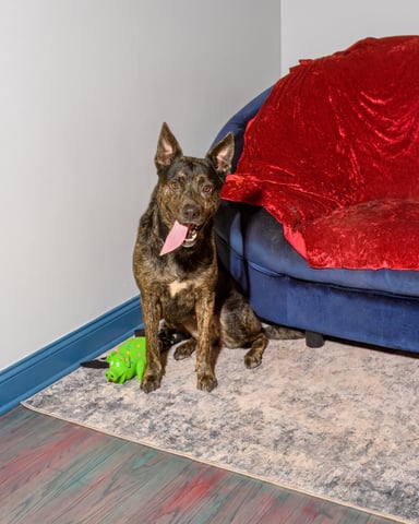 YANCEY, a German Shepherd