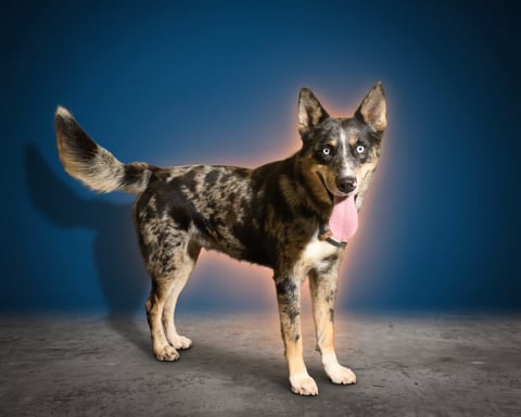 BUCKLEY, a Husky