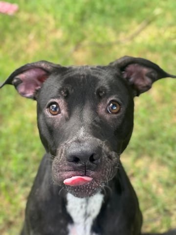 PATE, a Pit Bull