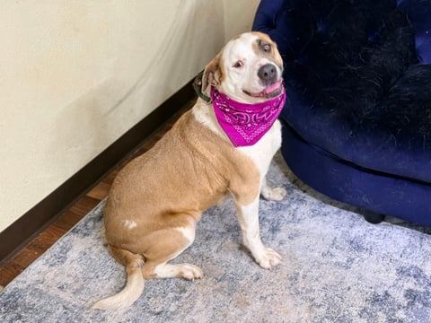 dog