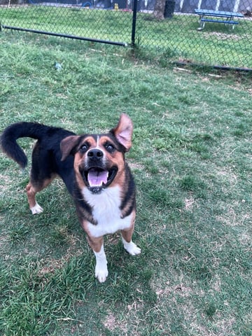 dog