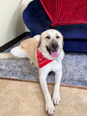 SHEELA, a Anatolian Shepherd