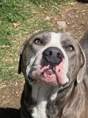 dog