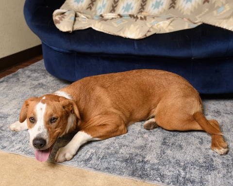 Miss Priss | Pit Bull | Dog