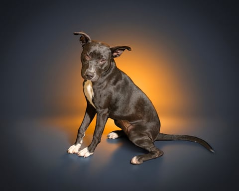 TABITHA, a Pit Bull