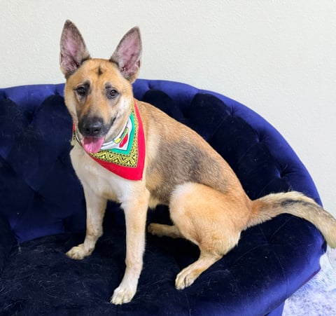 Vonnie | German Shepherd | Dog