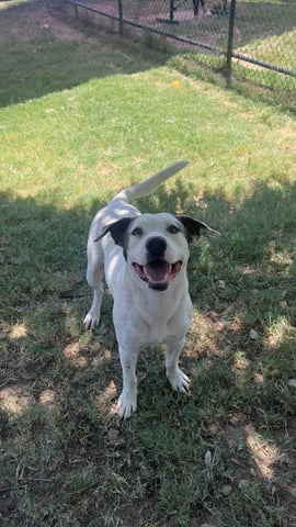 SHARKIE, a Pit Bull